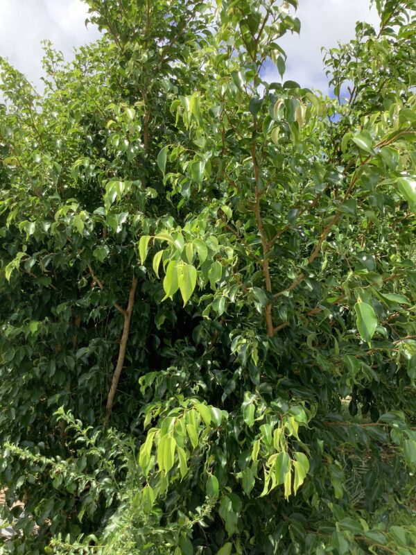 Ficus Benjamina 7G