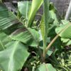 Banana  Musa  7G