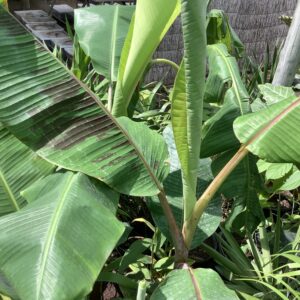 Banana  Musa  7G