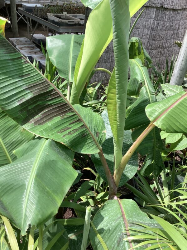 Banana  Musa  7G