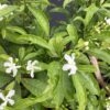 Jasmine Netty 1G (Tabernaemontana divaricata 'Netty')