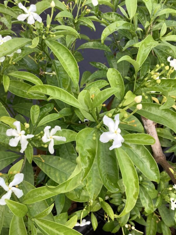 Jasmine Netty 1G (Tabernaemontana divaricata 'Netty')