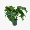 Alocasia 7G(Low Rider)