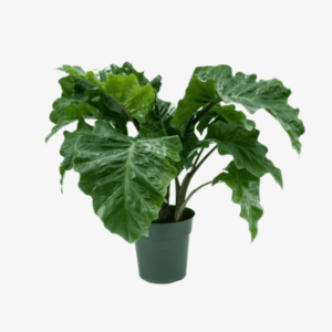 Alocasia 7G(Low Rider)