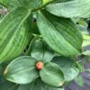 Ginger 3G  (Hawaiian lollypop)
