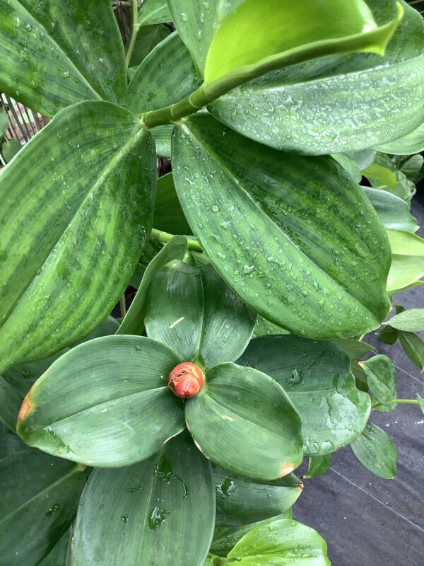 Ginger 3G  (Hawaiian lollypop)