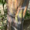 Eucalyptus Rainbow 15G