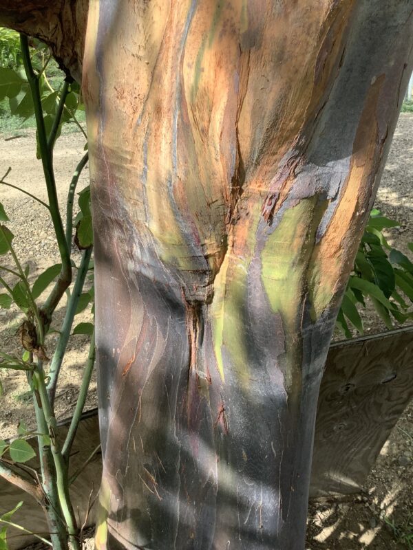 Eucalyptus Rainbow 15G