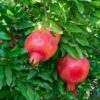 Pomegranate local 7G