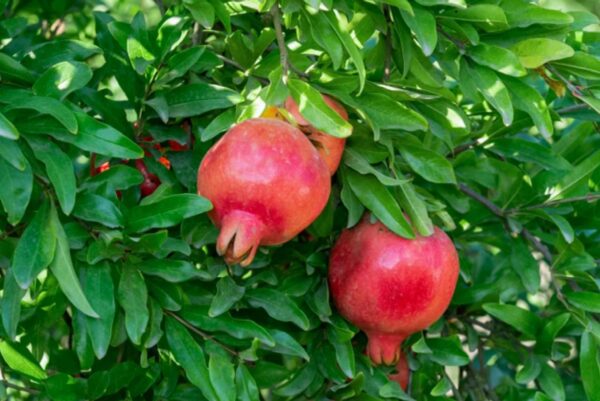 Pomegranate local 7G