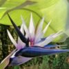 Bird of paradise white 7G (Strelitzia nicolai)