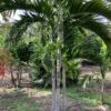 Alexander Palm Triple p/mtr