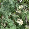 Moringa 7G