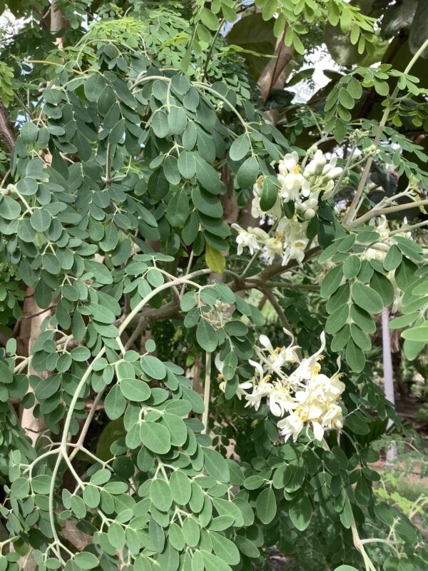 Moringa 7G