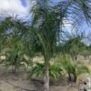 Queen palm p/mtr