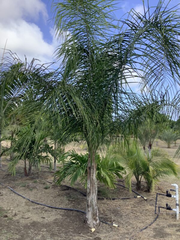 Queen palm p/mtr