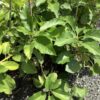 Avocado divers Geent (Persea Americana)
