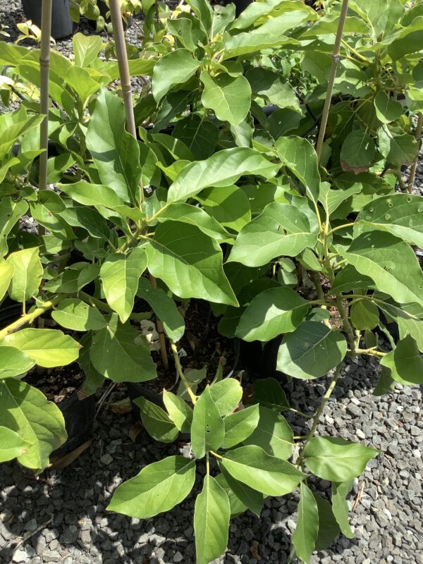 Avocado divers Geent (Persea Americana)