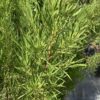 Green Buttonwood fine  3G