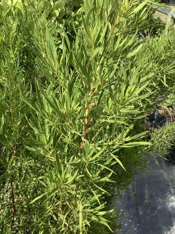 Green Buttonwood fine  3G