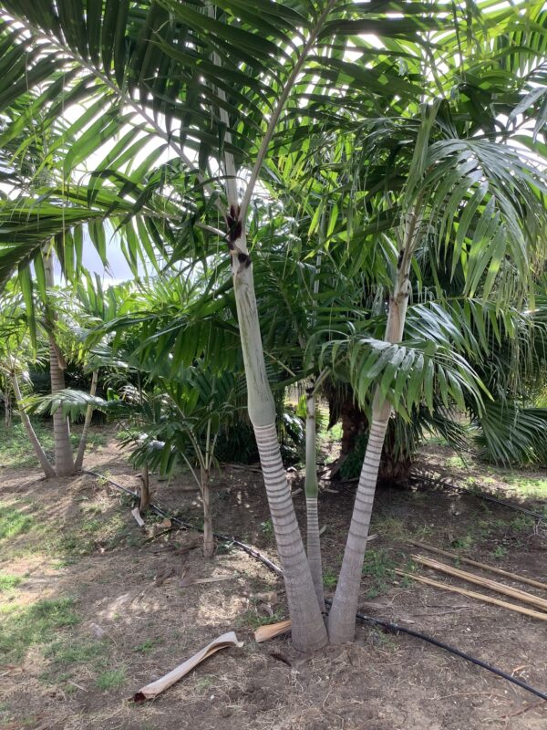 Montgomery Palm Triple p/mtr