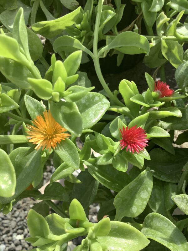 Mesembryanthemum Cordyfolium 1G  IJskruid