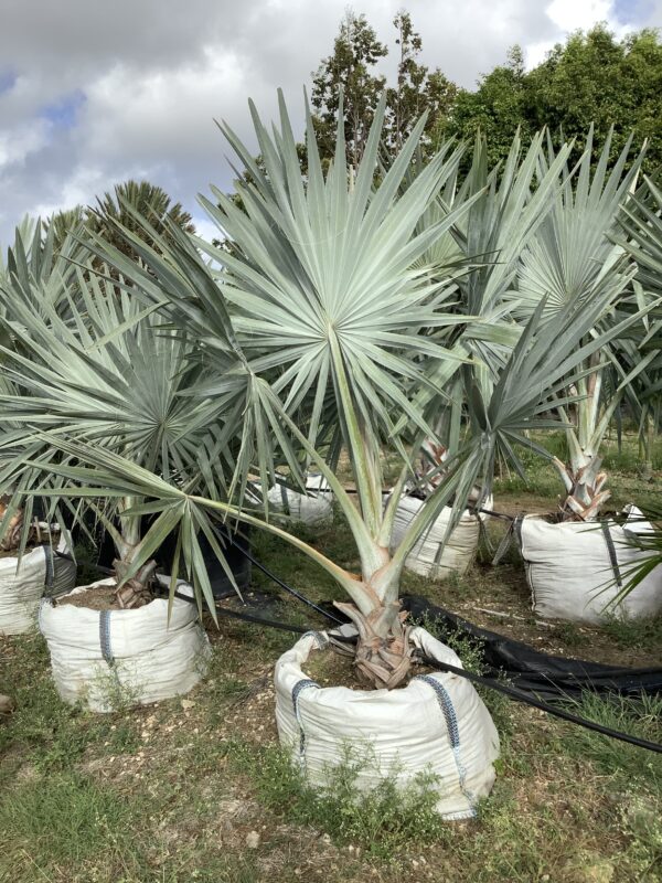 Bismarckia Palm p/mtr