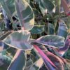 Ficus Elastica Tineke 7G