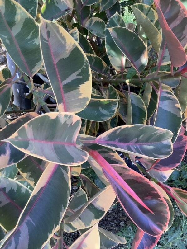 Ficus Elastica Tineke 7G