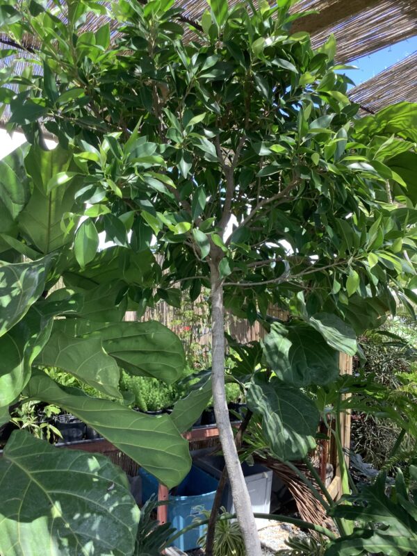 Ficus green island- Microcarpa  op stam 7G