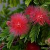 Calliandra Haematocphala 7G