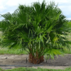 Chinese Fan Palm multi p/mtr
