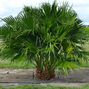 Chinese Fan Palm multi p/mtr