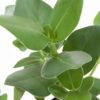 Clusia Rosea 3G