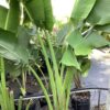 Travelers palm 7G (Ravenela Madagascariensis)