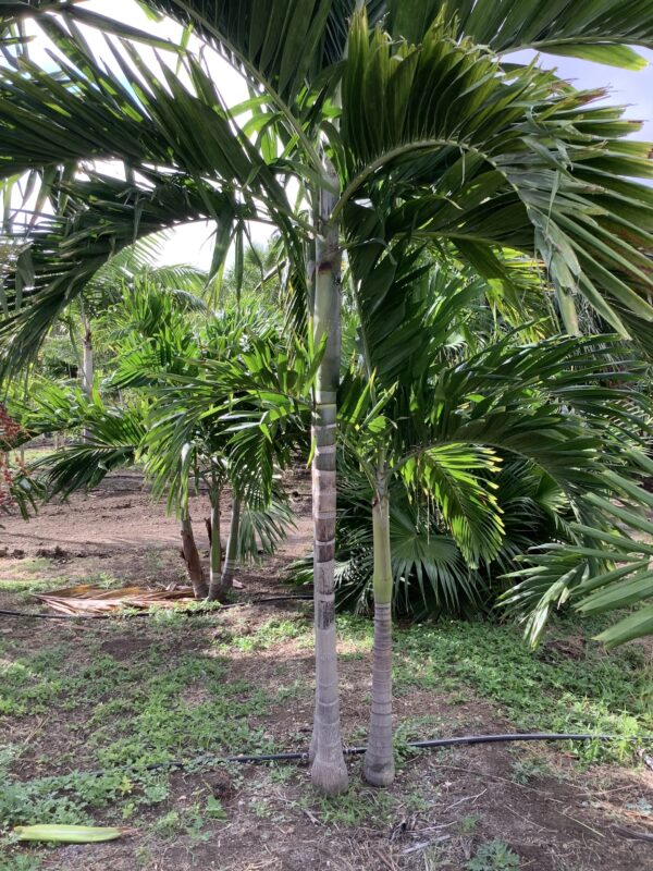 Alexander Palm Double p/mtr