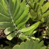 Zamia Card board 15G (Zamia Furfuracea)