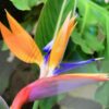 Bird of paradise orange 15G (Stelitzia reginae)