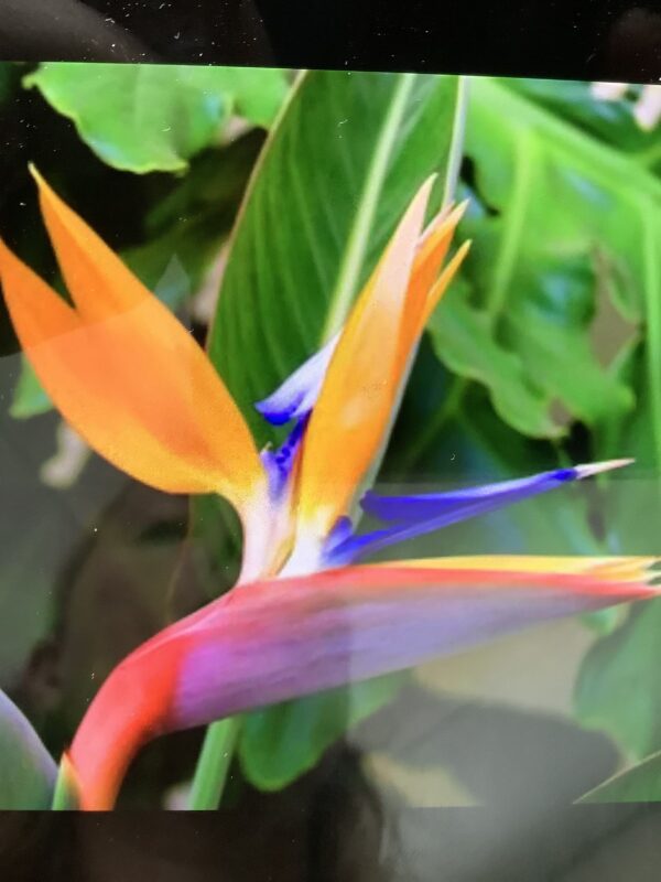 Bird of paradise orange 15G (Stelitzia reginae)