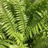 Varen - Macho fern 3G (Nephrolepis Biserrata)