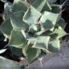 Agave Potatorum 1G