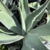 Agave Franzosinii 3G