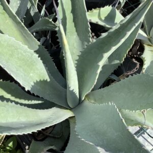 Agave Franzosinii 3G