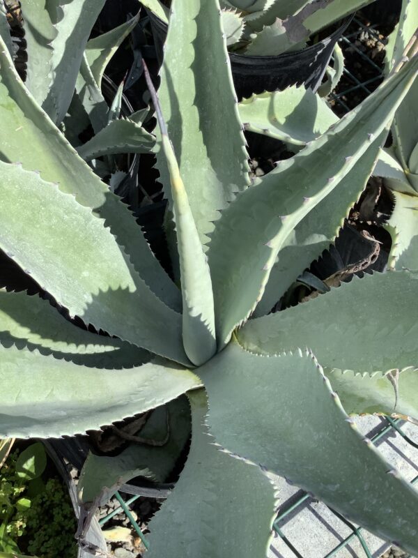 Agave Franzosinii 3G