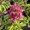Justica Pink Bush - Naked Hanging man 3G