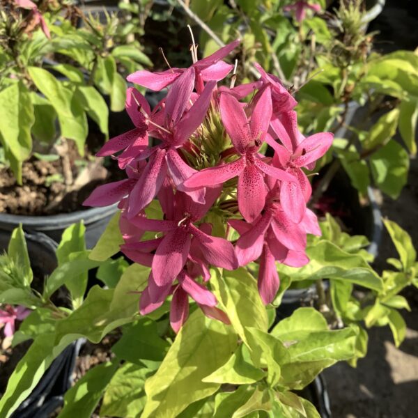 Justica Pink Bush - Naked Hanging man 3G