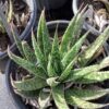Aloe  Aristata 1G