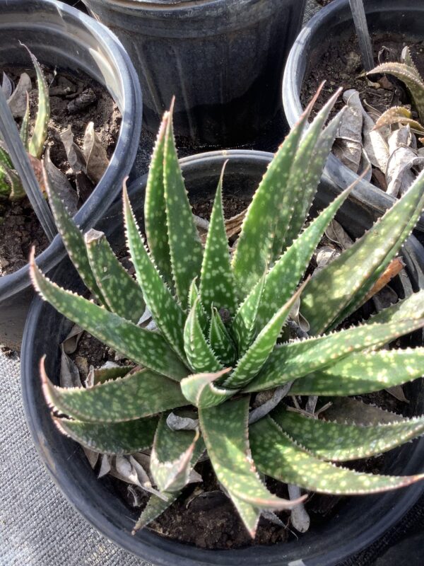 Aloe  Aristata 1G