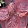 Acalypha Wilkesiana red 3G (Copperleaf)
