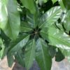Schefflera 7G (Schefflera Amata)